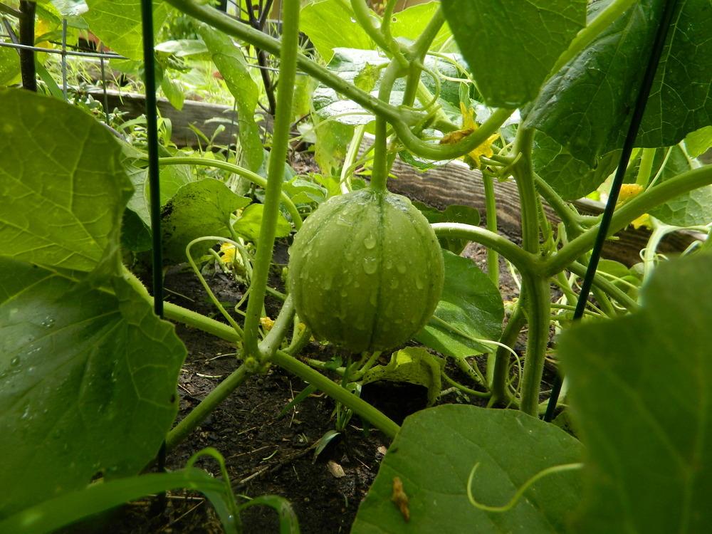 Photo of Charentais Melon (Cucumis melo var. cantalupo) uploaded by wildflowers