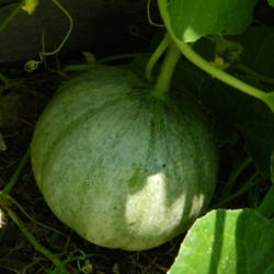 Location: Northeastern, Texas
Date: 2014-07-14
Charentais Melon