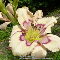 Location: My Garden- Vermont
Date: 2014-07-15
Polymerous Bloom- FFO