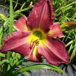 Location: My garden in Kalama, Wa. Zone 8
Date: 2014-07-15
First flower open