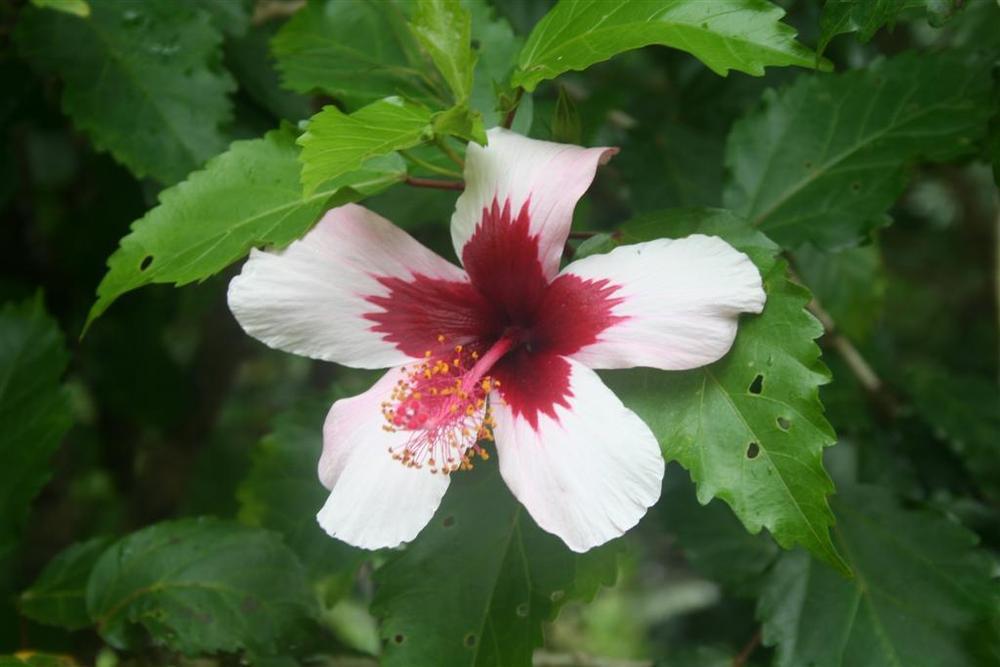 Photo of Tropical Hibiscuses (Hibiscus rosa-sinensis) uploaded by KentPfeiffer
