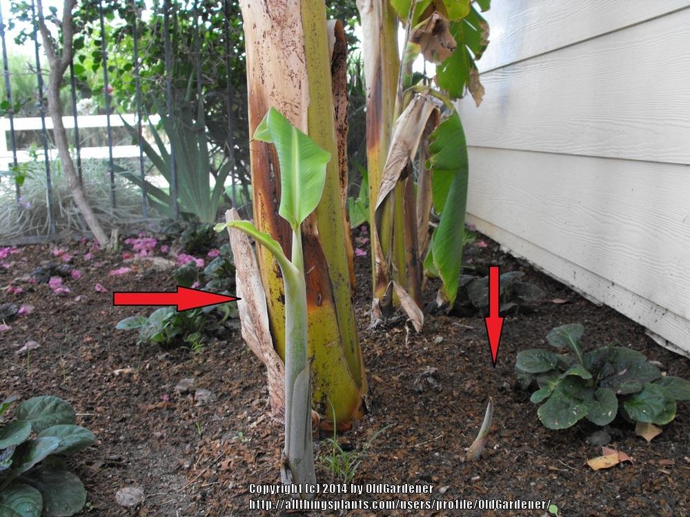 Photo of Cavendish Banana (Musa acuminata 'Dwarf Cavendish') uploaded by OldGardener