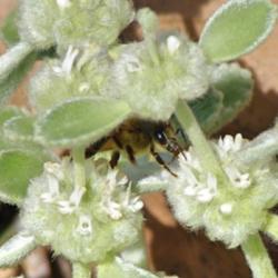 Location: My Garden, Utah
Date: 2014-05-02
#Pollination