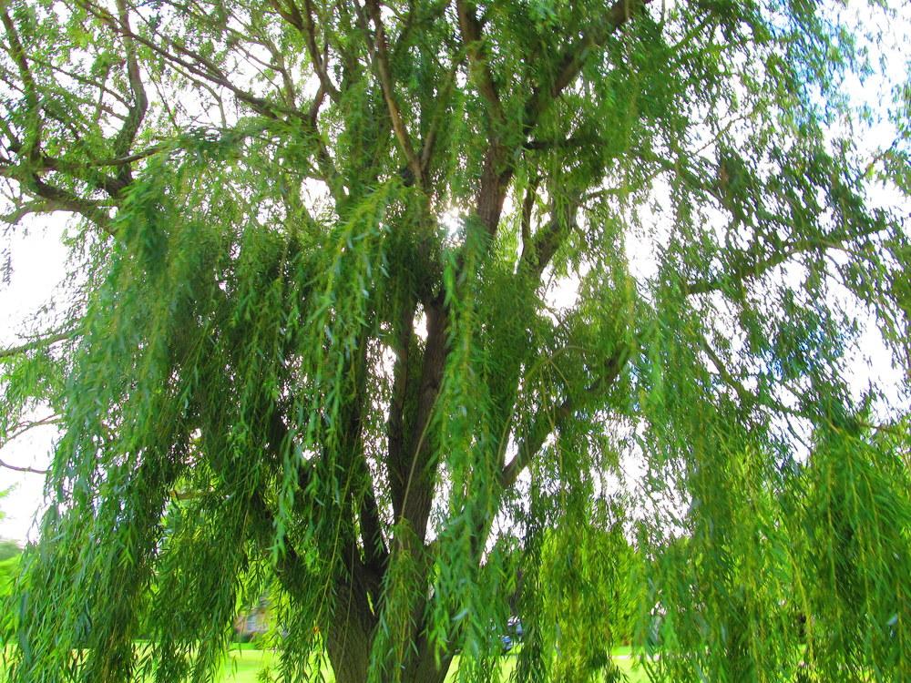 Photo of Weeping Willow (Salix babylonica) uploaded by jmorth