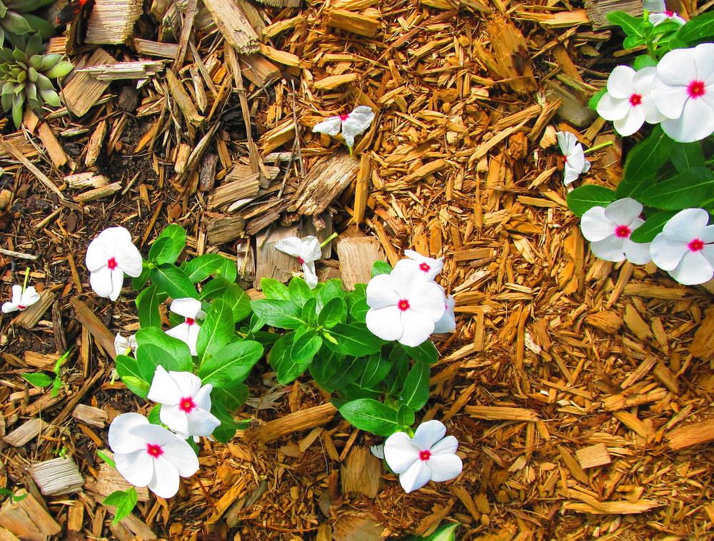 Photo of Madagascar Periwinkle (Catharanthus roseus 'Pacifica Polka Dot') uploaded by jmorth