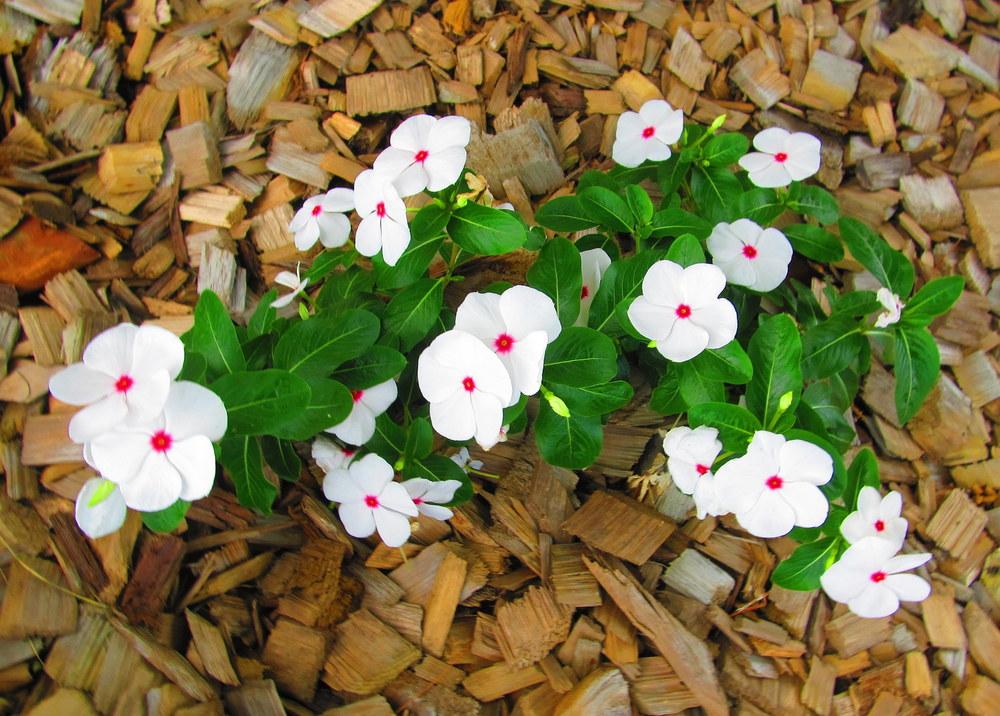 Photo of Madagascar Periwinkle (Catharanthus roseus 'Pacifica Polka Dot') uploaded by jmorth