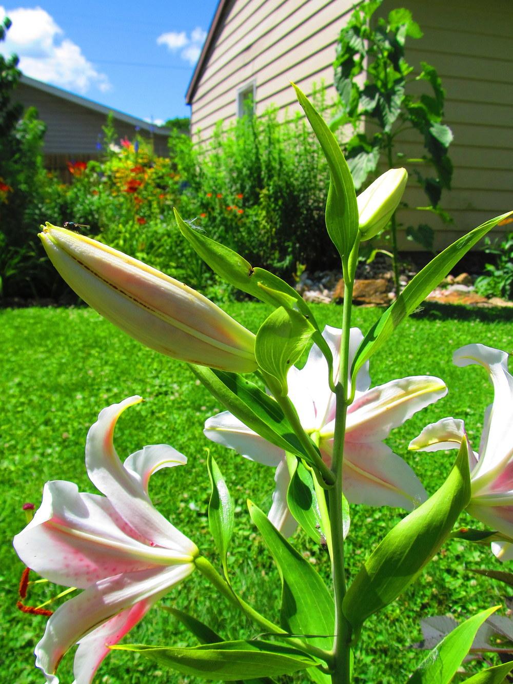 Photo of Oriental Lily (Lilium 'Dizzy') uploaded by jmorth