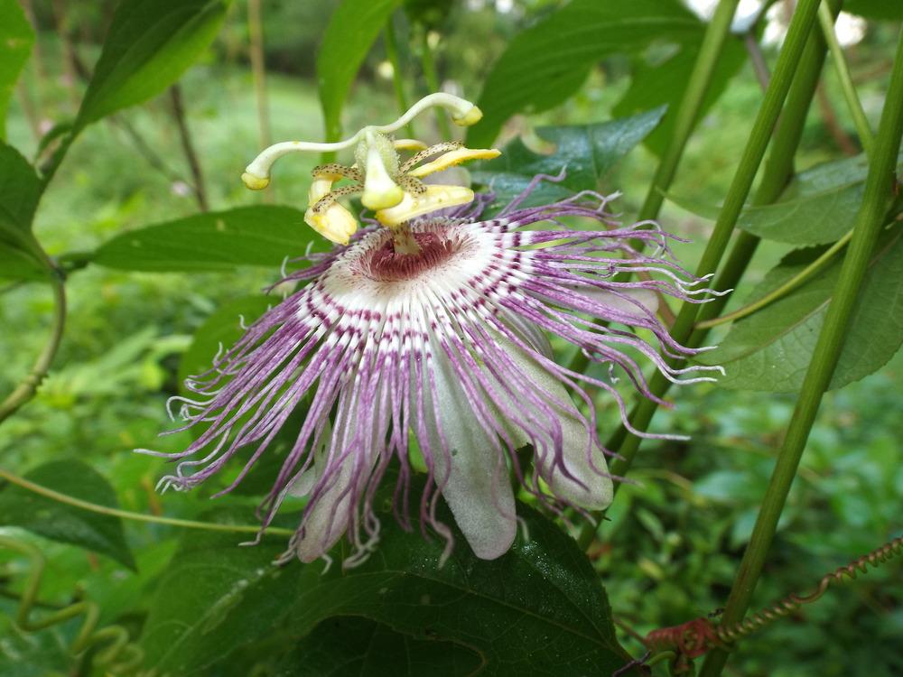 Photo of Maypop (Passiflora incarnata) uploaded by poisondartfrog