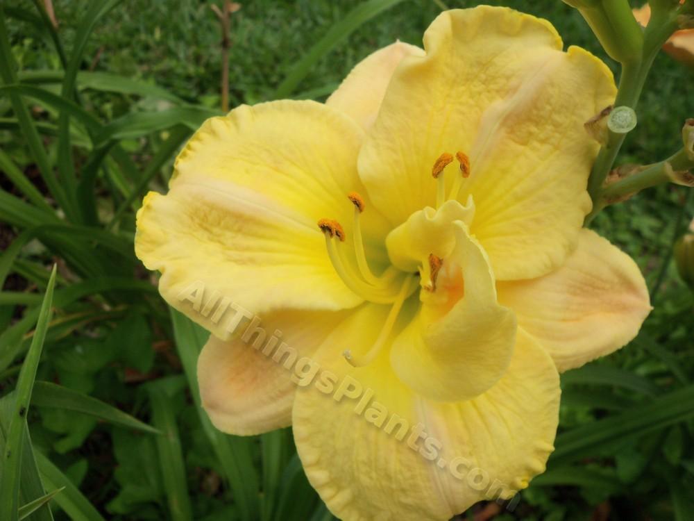 Photo of Daylily (Hemerocallis 'Puccini') uploaded by virginiarose