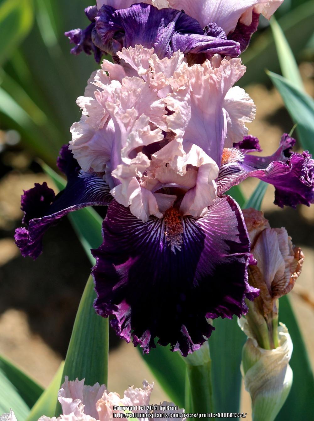 Photo of Tall Bearded Iris (Iris 'Rags to Riches') uploaded by ARUBA1334