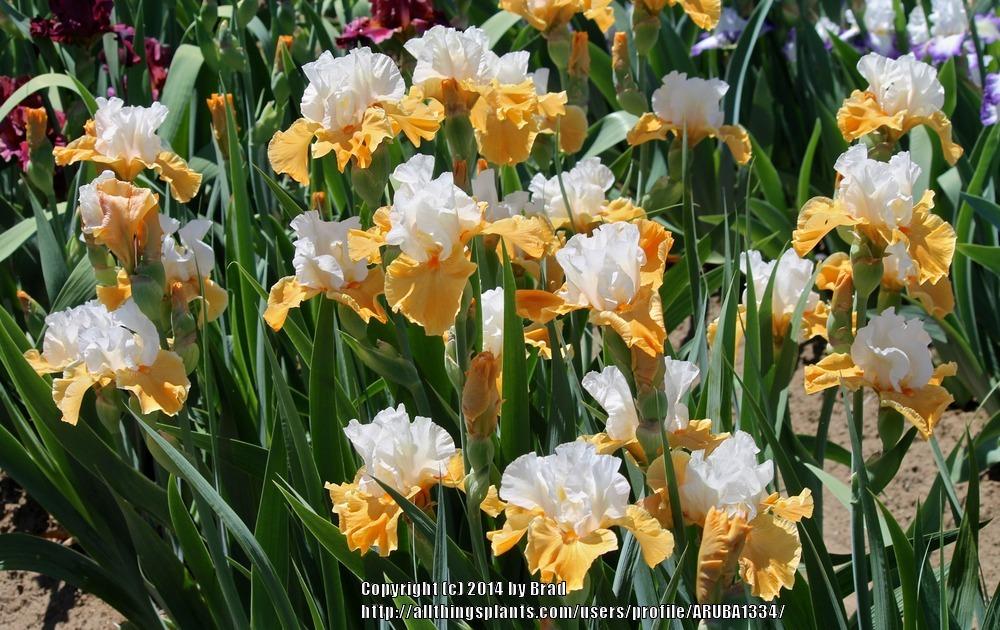 Photo of Tall Bearded Iris (Iris 'Frosted Pumpkin') uploaded by ARUBA1334