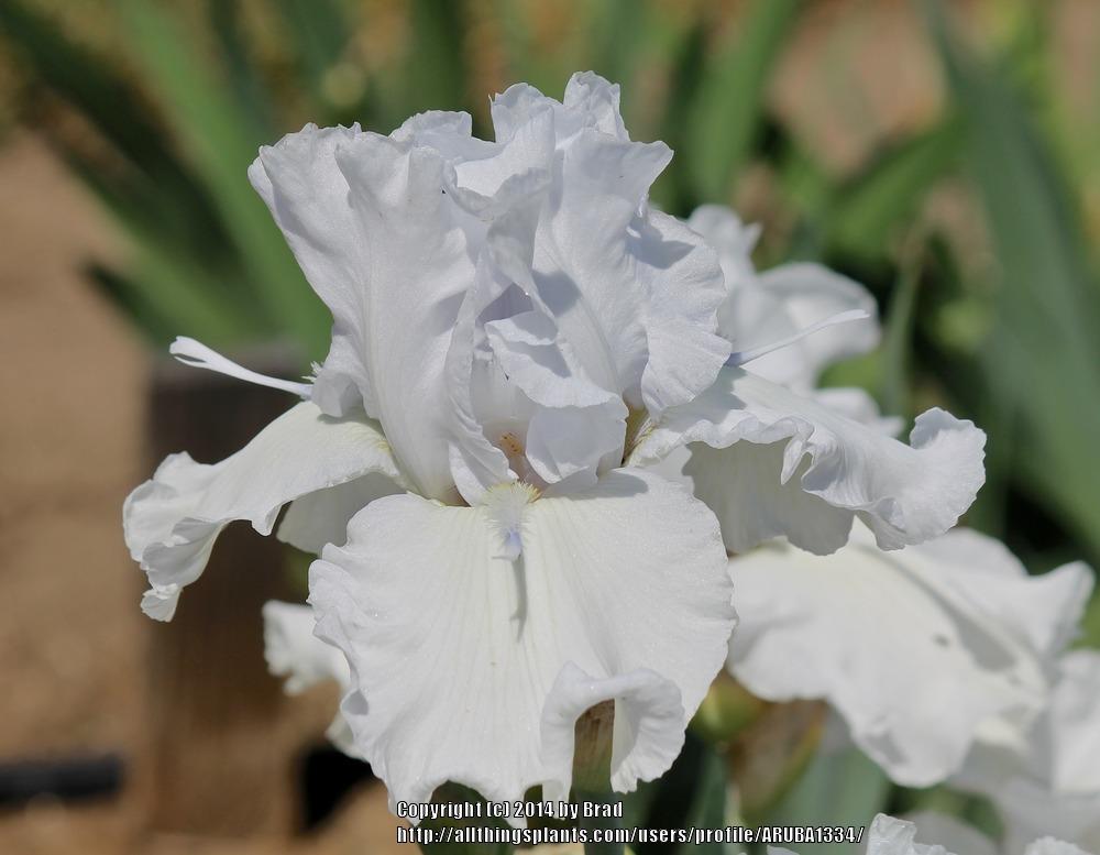 Photo of Tall Bearded Iris (Iris 'Battlestar Atlantis') uploaded by ARUBA1334