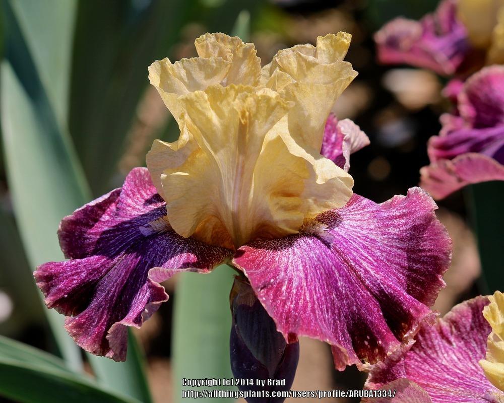 Photo of Tall Bearded Iris (Iris 'Howling at the Moon') uploaded by ARUBA1334