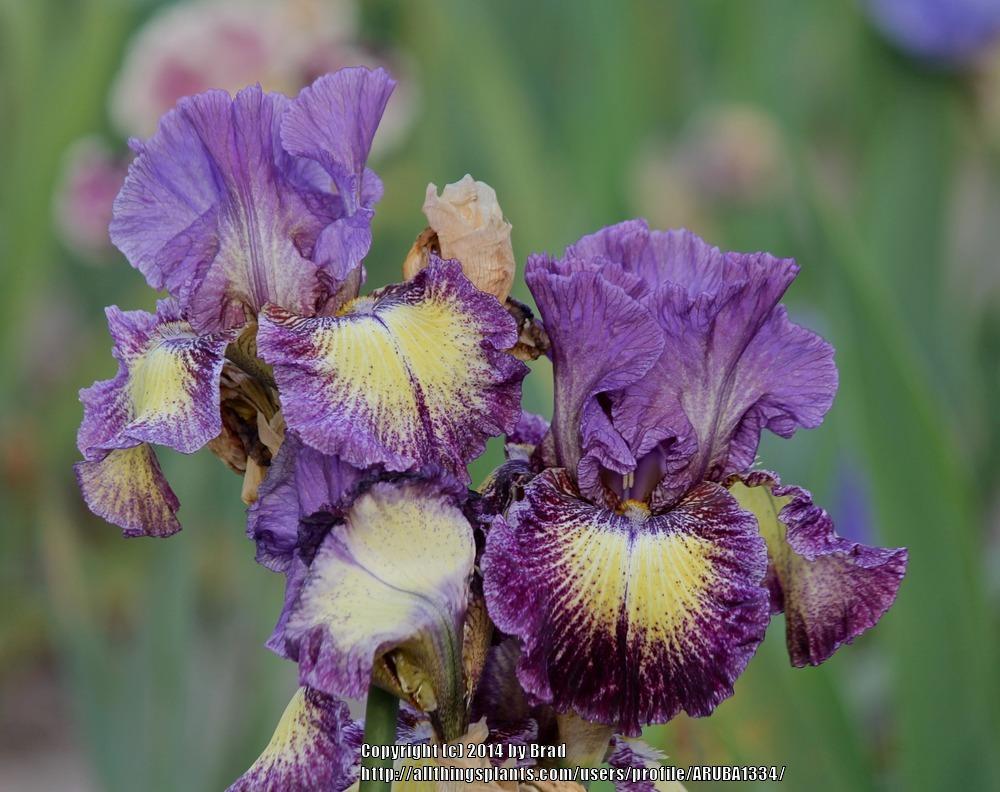 Photo of Tall Bearded Iris (Iris 'Foolish Dreamer') uploaded by ARUBA1334