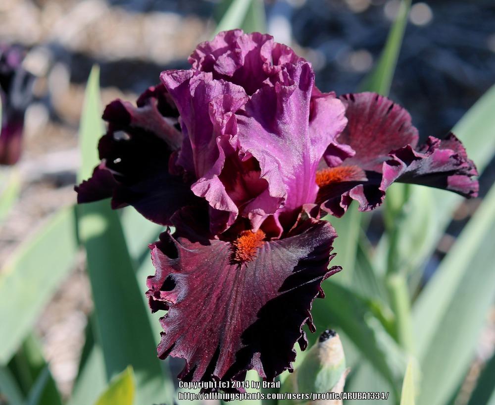 Photo of Tall Bearded Iris (Iris 'Saturn') uploaded by ARUBA1334