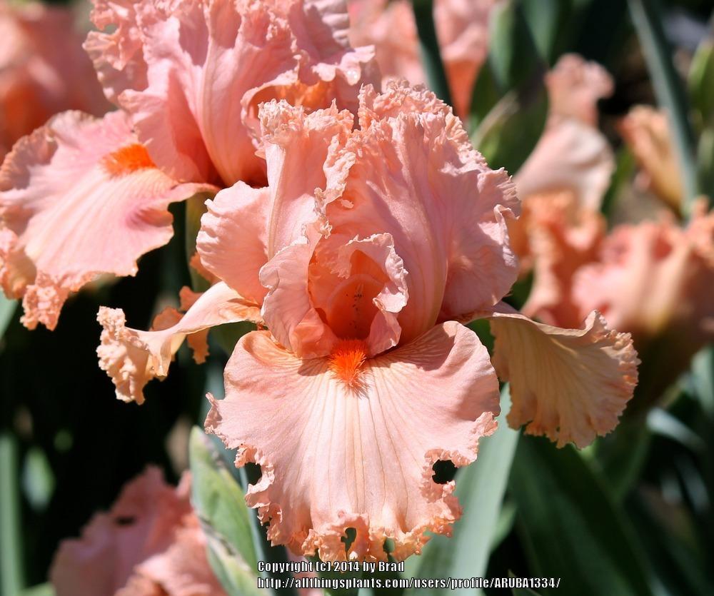 Photo of Tall Bearded Iris (Iris 'Augustine') uploaded by ARUBA1334