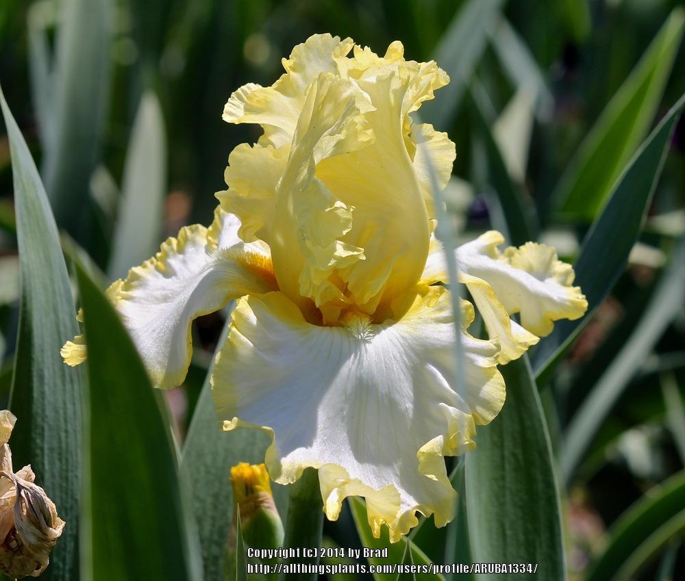 Photo of Tall Bearded Iris (Iris 'Check It Out') uploaded by ARUBA1334