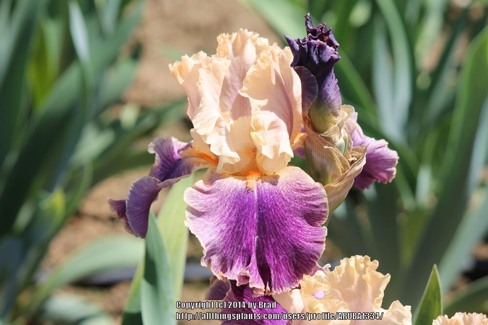 Photo of Tall Bearded Iris (Iris 'Spendthrift') uploaded by ARUBA1334