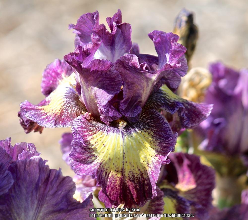 Photo of Tall Bearded Iris (Iris 'Foolish Dreamer') uploaded by ARUBA1334