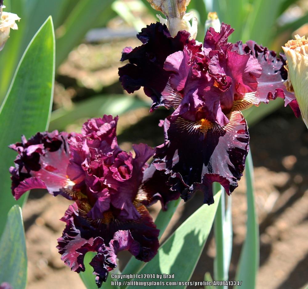 Photo of Tall Bearded Iris (Iris 'Buccaneer's Prize') uploaded by ARUBA1334