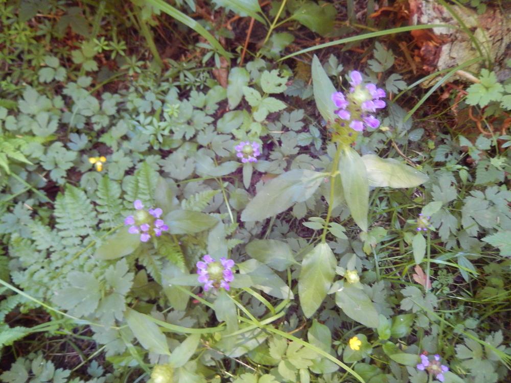 Photo of Self-heal (Prunella vulgaris) uploaded by Bonehead