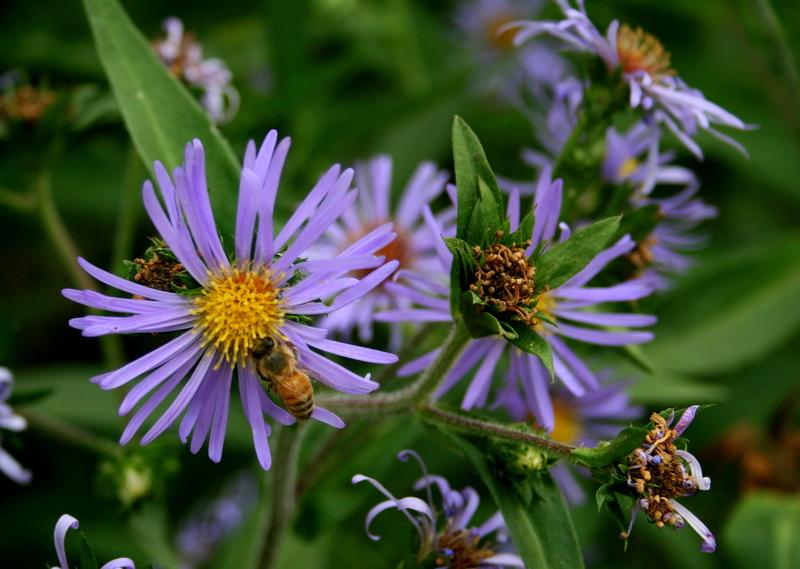 Photo of Aster (Symphyotrichum novae-angliae 'Skyscraper') uploaded by Calif_Sue
