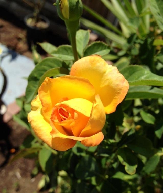 Photo of Rose (Rosa 'Gold Medal') uploaded by Mark619