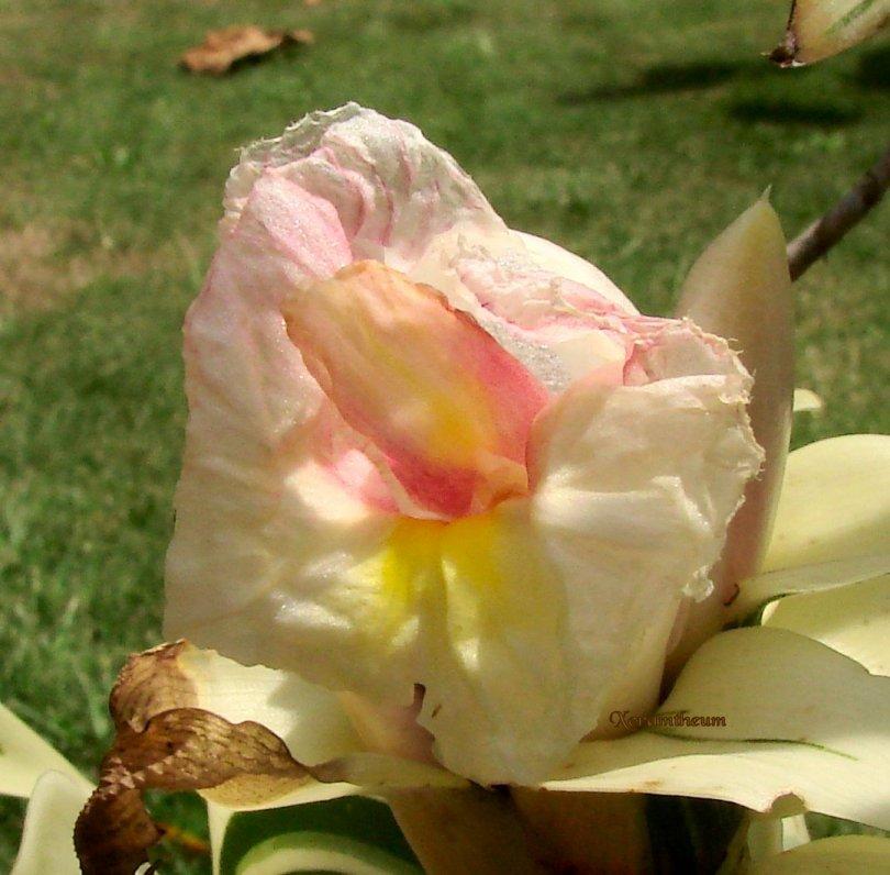 Photo of Variegated Crepe Ginger (Hellenia speciosa 'Foster Variegated') uploaded by Xeramtheum