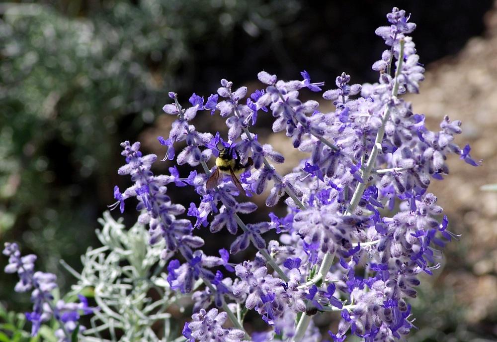 Photo of Russian Sage (Salvia 'Little Spire') uploaded by dirtdorphins
