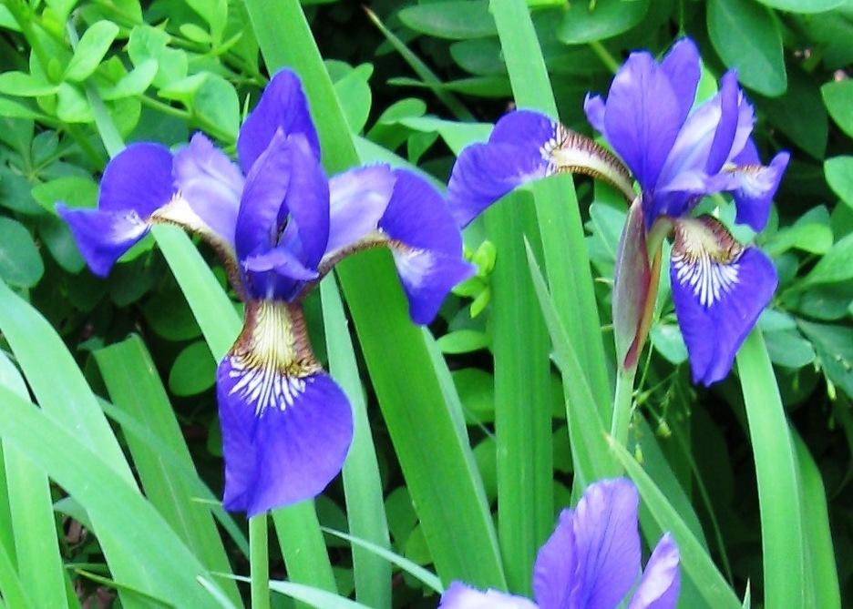 Photo of Siberian Iris (Iris 'Caesar's Brother') uploaded by foraygardengirl