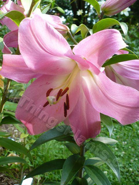 Photo of Lily (Lilium 'Tabledance') uploaded by magnolialover
