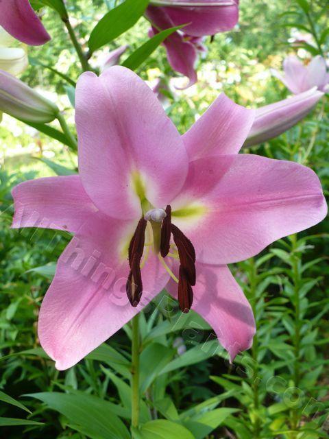 Photo of Lily (Lilium 'Pink Palace') uploaded by magnolialover