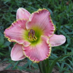 Location: Bowling Green, Ky 
Date: 2014-06-28
This Daylily was named after my mother who passed away last year.