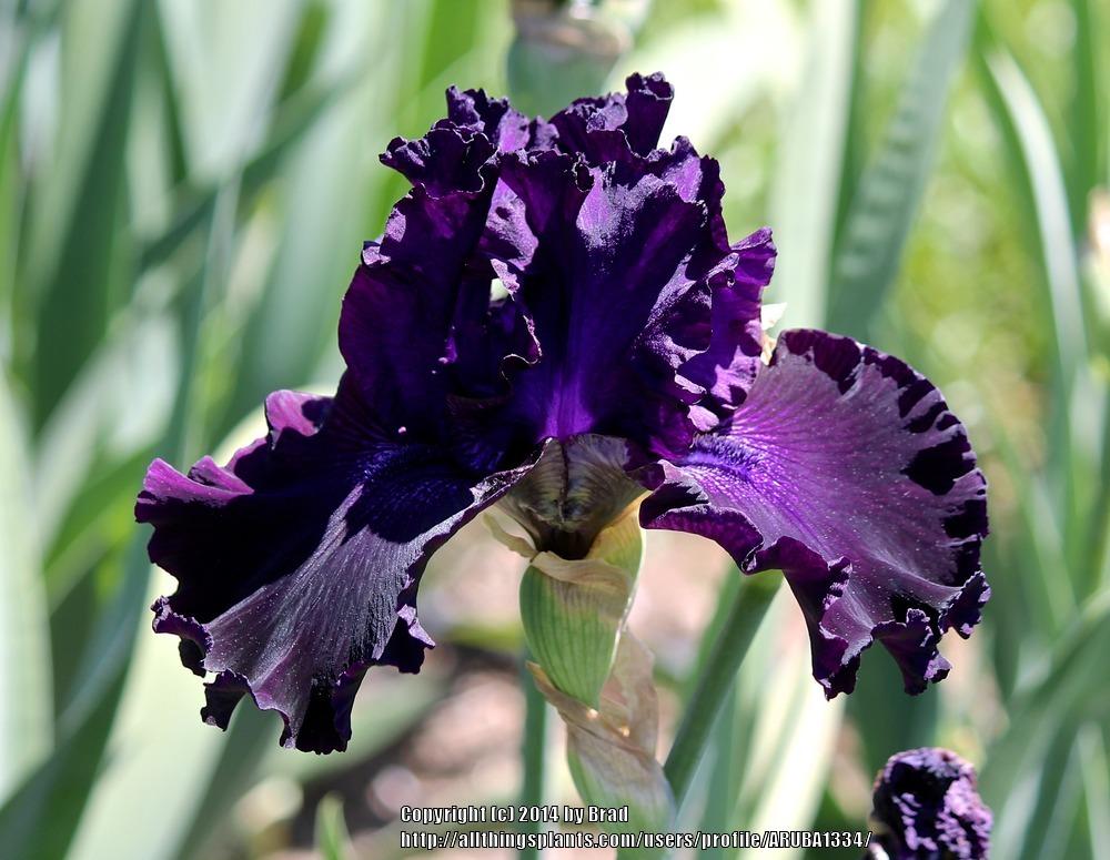 Photo of Tall Bearded Iris (Iris 'Sheila Van Hook') uploaded by ARUBA1334