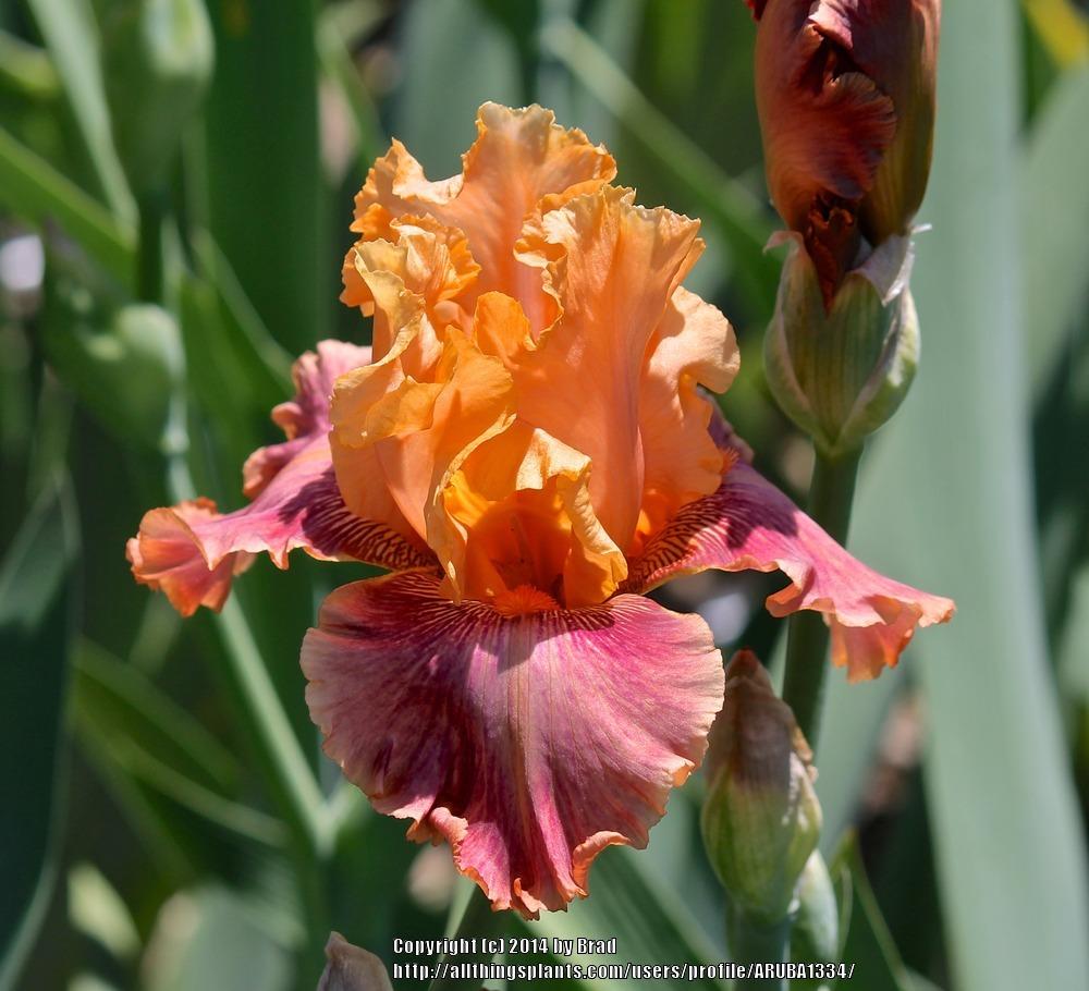 Photo of Tall Bearded Iris (Iris 'Aardvark Lark') uploaded by ARUBA1334