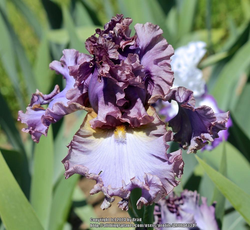 Photo of Tall Bearded Iris (Iris 'French Lavender') uploaded by ARUBA1334