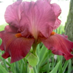 Location: Western Kentucky
Date: Spring 2014
Beautiful, rich colors on this Iris!