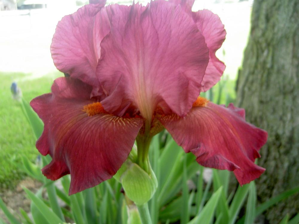 Photo of Tall Bearded Iris (Iris 'Anna's Music') uploaded by Muddymitts