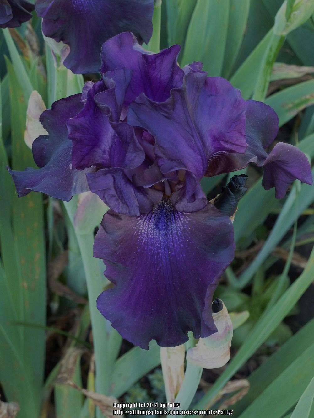 Photo of Tall Bearded Iris (Iris 'Badlands') uploaded by Patty