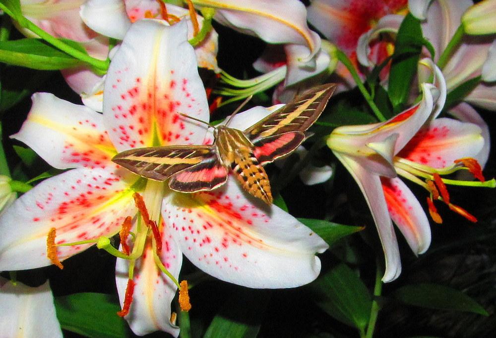 Photo of Lily (Lilium 'Salmon Star') uploaded by jmorth