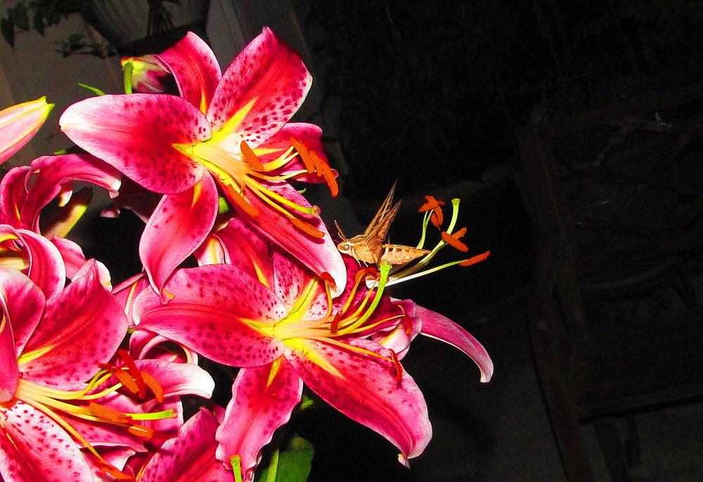 Photo of Oriental Lily (Lilium 'Star Gazer') uploaded by jmorth