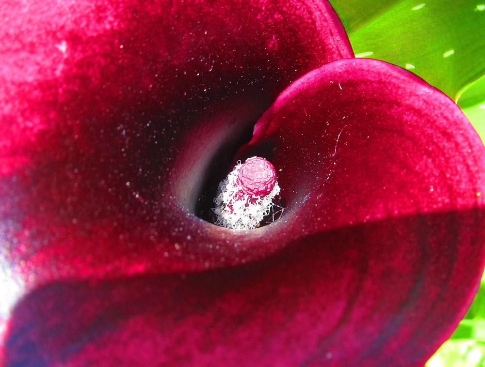 Photo of Calla Lily (Zantedeschia pentlandii 'Schwarzwalder') uploaded by jmorth
