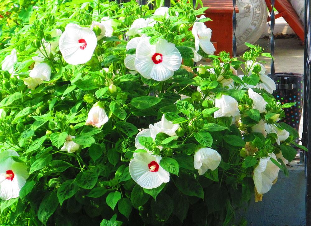 Photo of Hardy Hibiscus (Hibiscus moscheutos) uploaded by jmorth