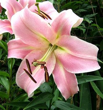 Photo of Lily (Lilium 'Maywood') uploaded by pirl
