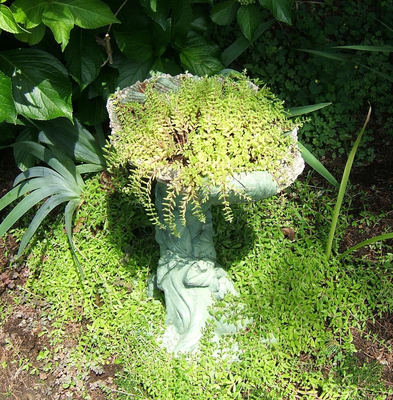 Photo of Stringy Stonecrop (Sedum sarmentosum) uploaded by pirl