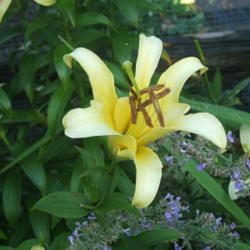 Location: Lily fence - full sun
Date: 2010-0708