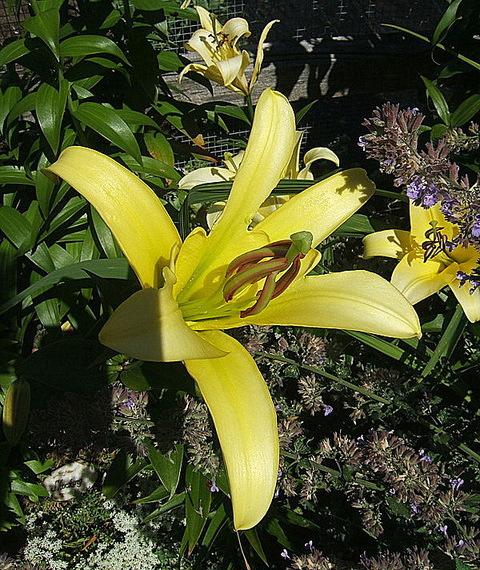 Photo of Lily (Lilium 'Yelloween') uploaded by pirl
