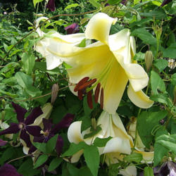 Location: Lily fence - full sun
Date: 2014-07-18
Garden setting. "Plays nice" with others.