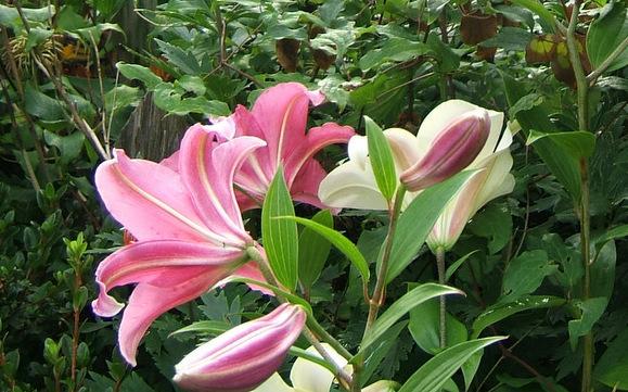 Photo of Lily (Lilium 'Maywood') uploaded by pirl