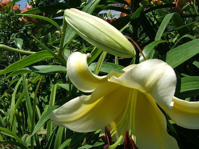 Photo of Lily (Lilium 'Cherbourg') uploaded by pirl